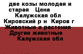 две козы молодая и старая › Цена ­ 6 000 - Калужская обл., Кировский р-н, Киров г. Животные и растения » Другие животные   . Калужская обл.